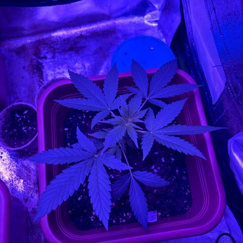 White Widow Automatic growlog timeline photo