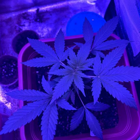 White Widow Automatic growlog timeline photo