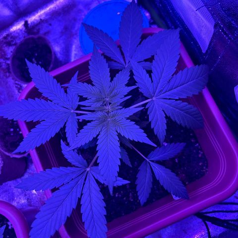 White Widow Automatic growlog timeline photo