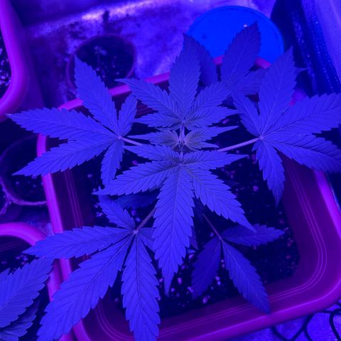 White Widow Automatic growlog timeline photo