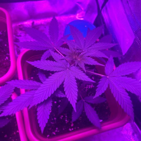 White Widow Automatic growlog timeline photo