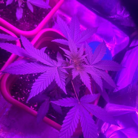 White Widow Automatic growlog timeline photo