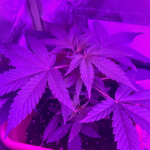 White Widow Automatic growlog timeline photo