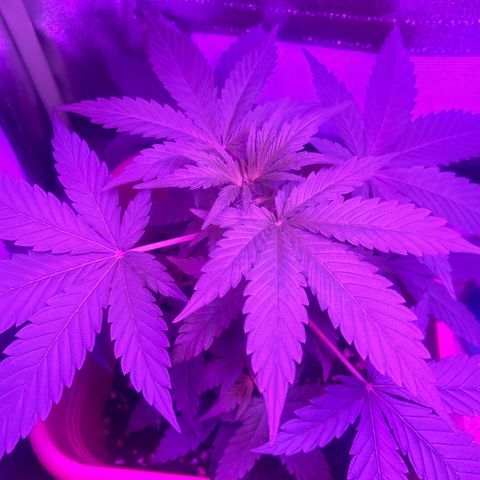 White Widow Automatic growlog timeline photo
