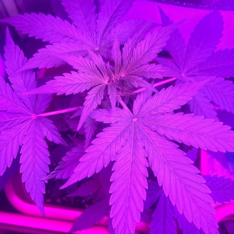 White Widow Automatic growlog timeline photo