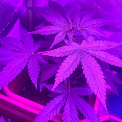 White Widow Automatic growlog timeline photo