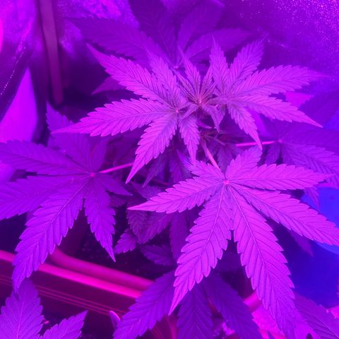 White Widow Automatic growlog timeline photo