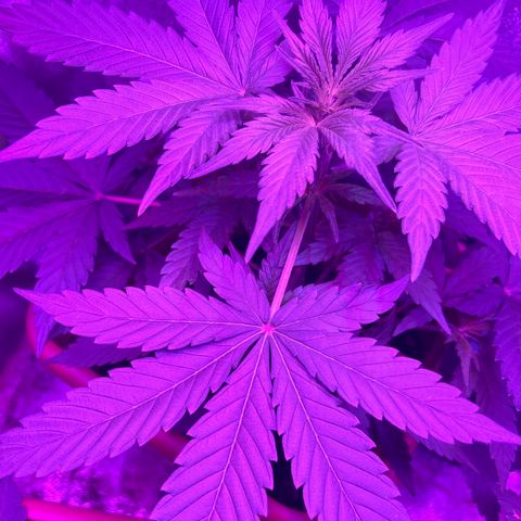 White Widow Automatic growlog timeline photo