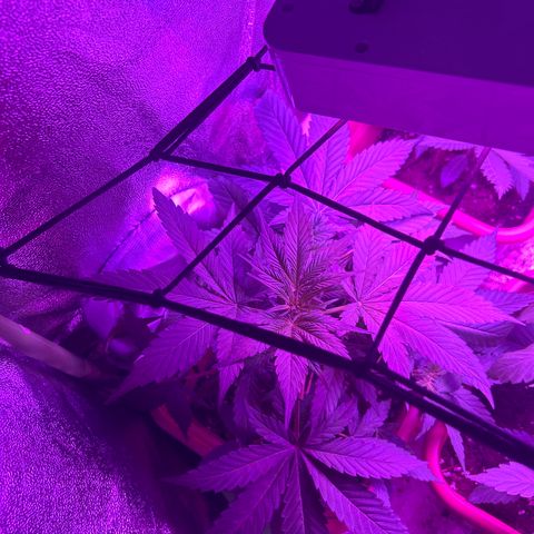 White Widow Automatic growlog timeline photo