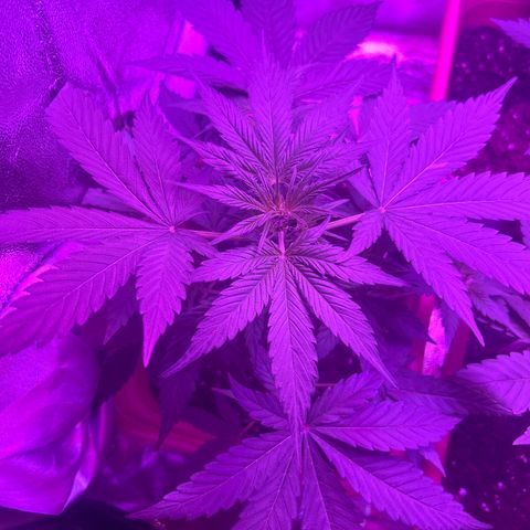 White Widow Automatic growlog timeline photo