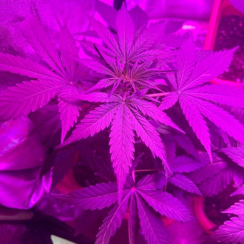 White Widow Automatic growlog timeline photo