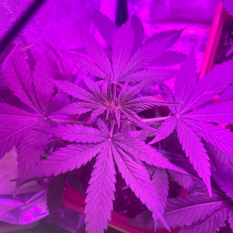 White Widow Automatic growlog timeline photo