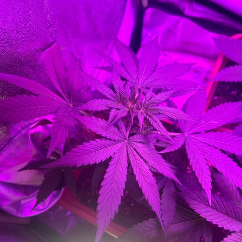 White Widow Automatic growlog timeline photo