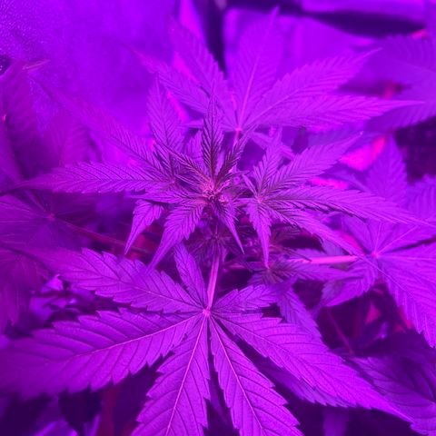 White Widow Automatic growlog timeline photo