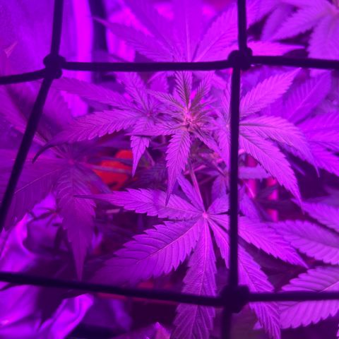 White Widow Automatic growlog timeline photo