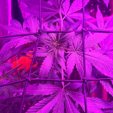White Widow Automatic growlog timeline photo