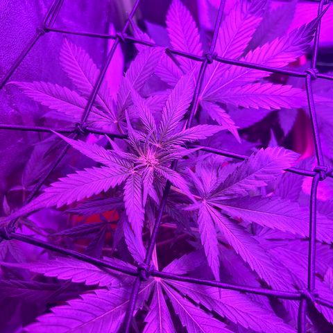 White Widow Automatic growlog timeline photo