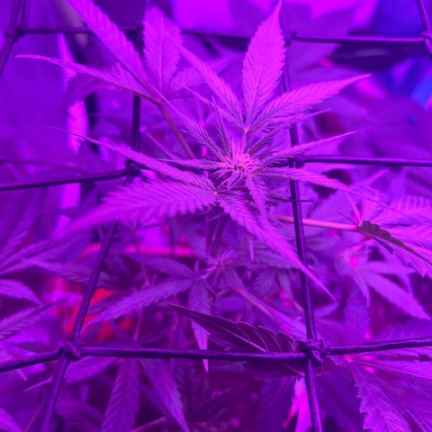 White Widow Automatic growlog timeline photo
