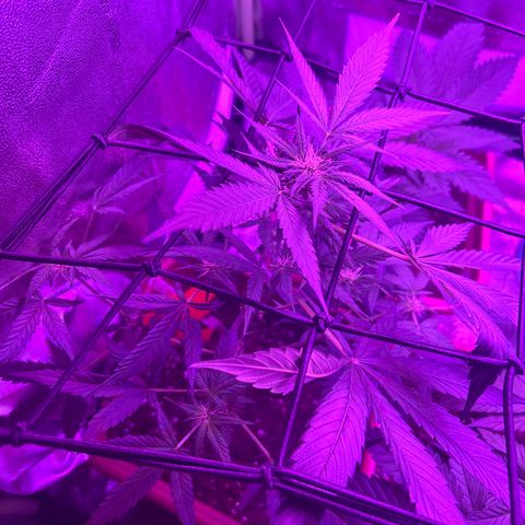 White Widow Automatic growlog timeline photo
