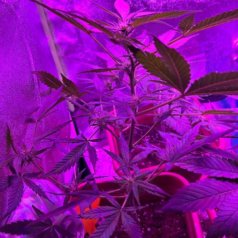White Widow Automatic growlog timeline photo