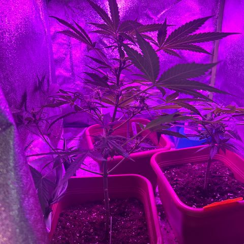 White Widow Automatic growlog timeline photo