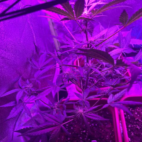 White Widow Automatic growlog timeline photo
