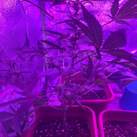 White Widow Automatic growlog timeline photo