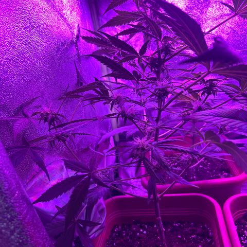 White Widow Automatic growlog timeline photo