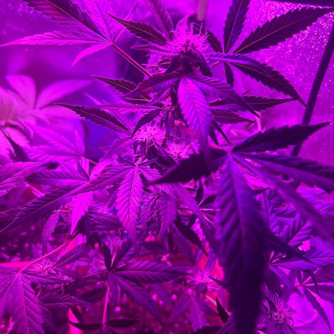 White Widow Automatic growlog timeline photo