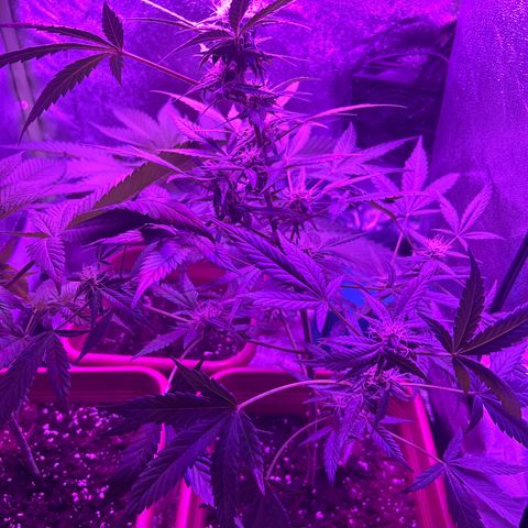 White Widow Automatic growlog timeline photo