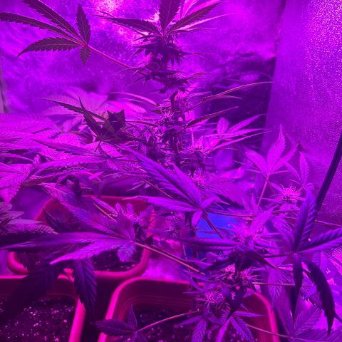 White Widow Automatic growlog timeline photo