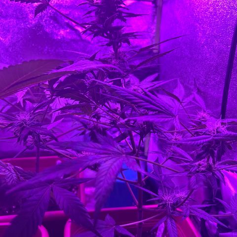 White Widow Automatic growlog timeline photo