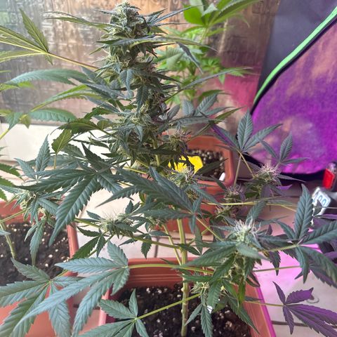 White Widow Automatic growlog timeline photo