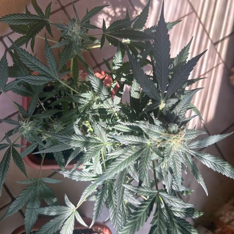 White Widow Automatic growlog timeline photo