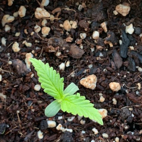 Gelato Mint 2024 growlog timeline photo