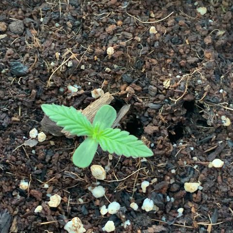 Gelato Mint 2024 growlog timeline photo
