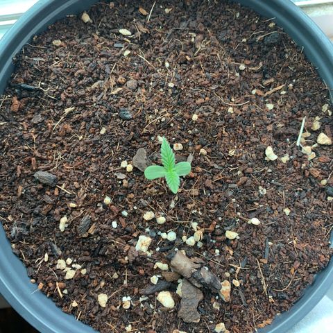 Gelato Mint 2024 growlog timeline photo