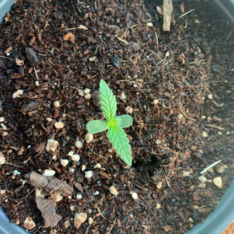 Gelato Mint 2024 growlog timeline photo