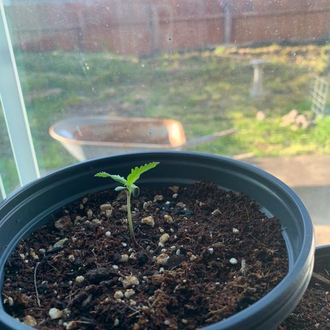 Gelato Mint 2024 growlog timeline photo
