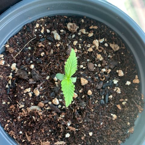 Gelato Mint 2024 growlog timeline photo
