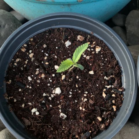 Gelato Mint 2024 growlog timeline photo