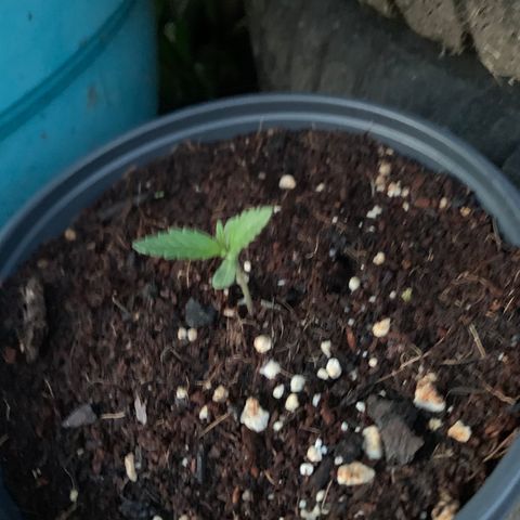 Gelato Mint 2024 growlog timeline photo