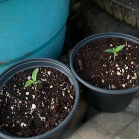 Gelato Mint 2024 growlog timeline photo