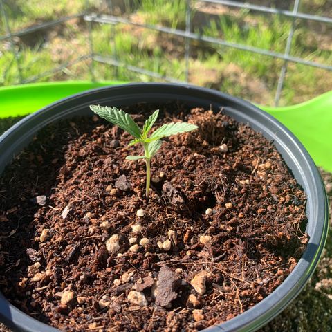 Gelato Mint 2024 growlog photo: One of the girls is yellowing a little but that’s because I over watered. The new growth is nice and green so all is good.