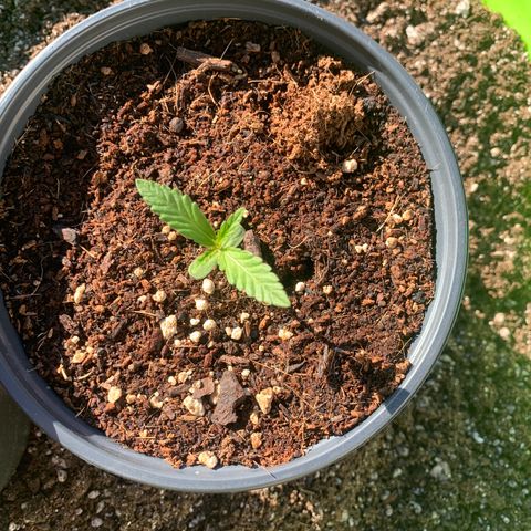 Gelato Mint 2024 growlog photo: One of the girls is yellowing a little but that’s because I over watered. The new growth is nice and green so all is good.