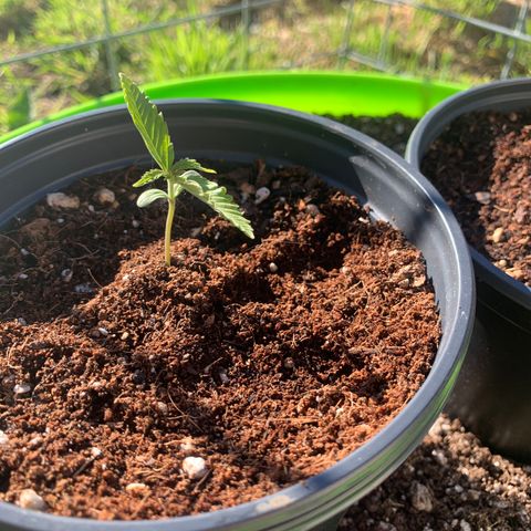Gelato Mint 2024 growlog photo: One of the girls is yellowing a little but that’s because I over watered. The new growth is nice and green so all is good.