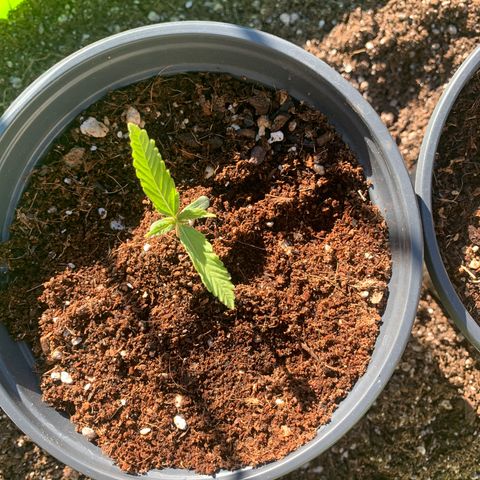 Gelato Mint 2024 growlog photo: One of the girls is yellowing a little but that’s because I over watered. The new growth is nice and green so all is good.