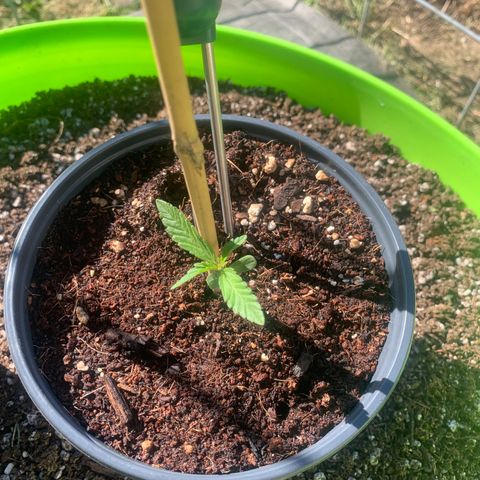 Gelato Mint 2024 growlog timeline photo
