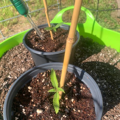 Gelato Mint 2024 growlog timeline photo