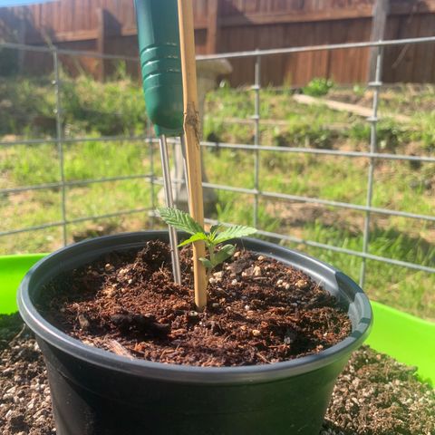Gelato Mint 2024 growlog timeline photo